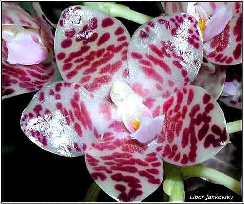 Phalaenopsis gigantea